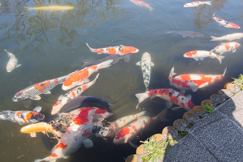 IMG_1282-saitama-suizokukan