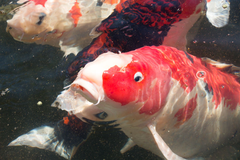 IMG_1319-saitama-suizokukan