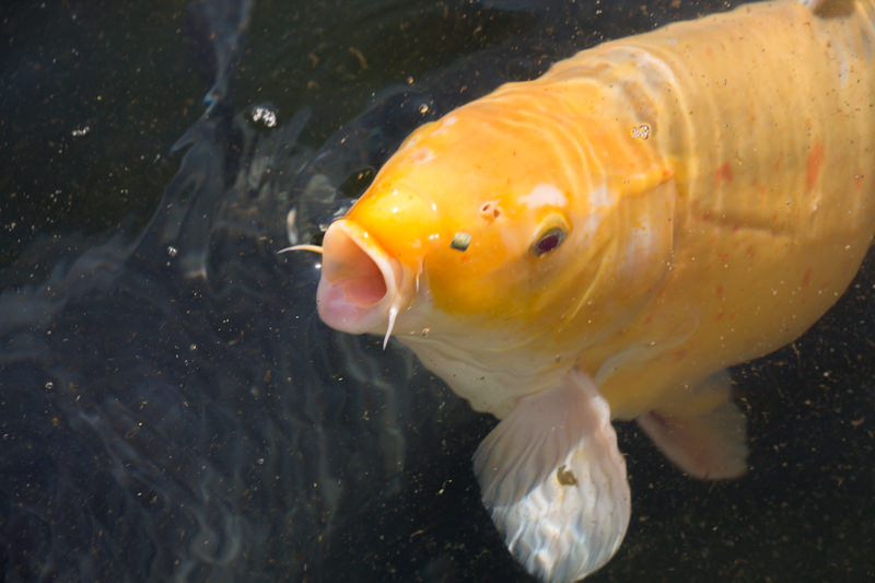 IMG_1322-saitama-suizokukan