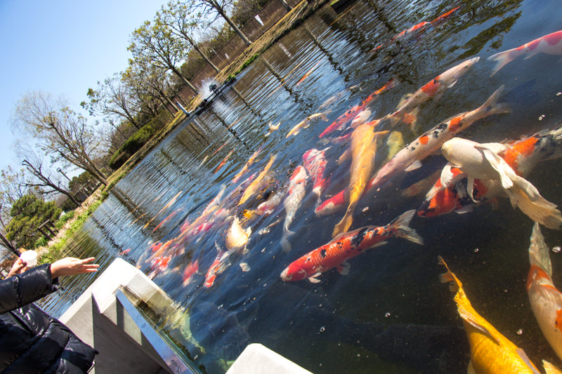 IMG_1332-saitama-suizokukan