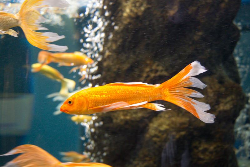 IMG_1380-saitama-suizokukan