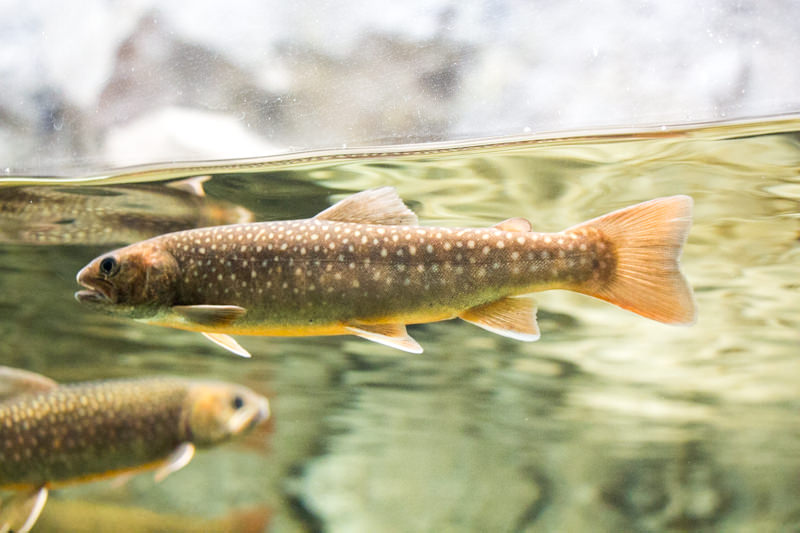 IMG_1395-saitama-suizokukan