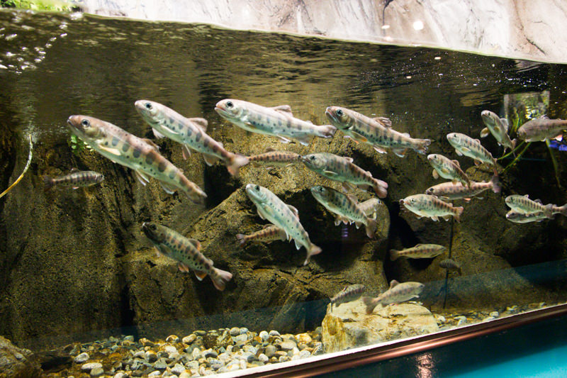 IMG_1400-saitama-suizokukan