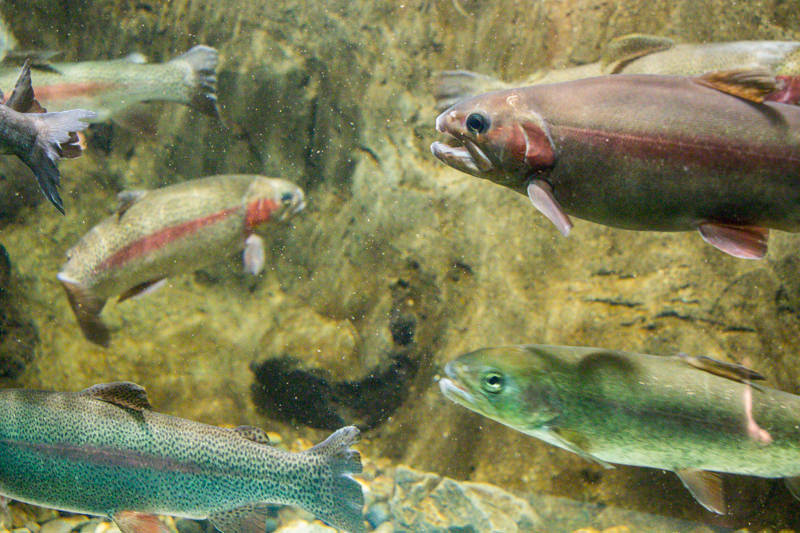 IMG_1411-saitama-suizokukan