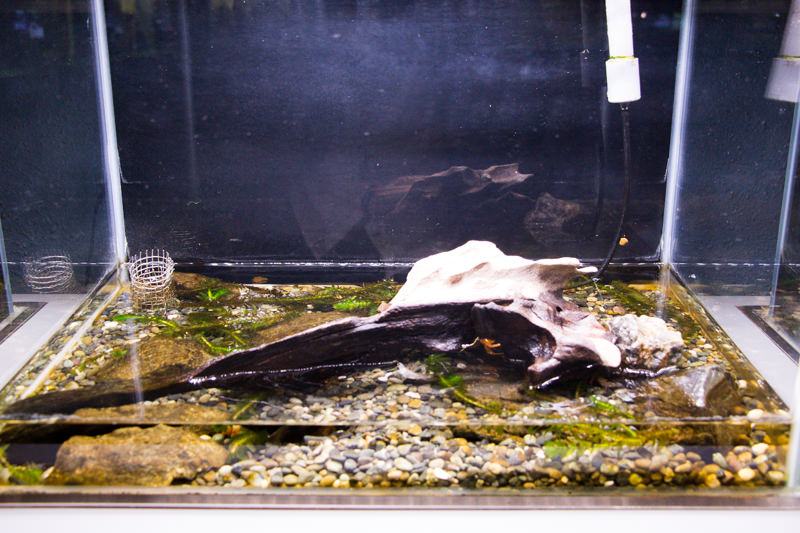 IMG_1432-saitama-suizokukan