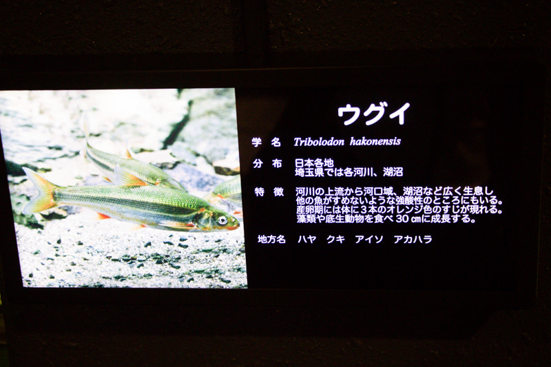 IMG_1474-saitama-suizokukan