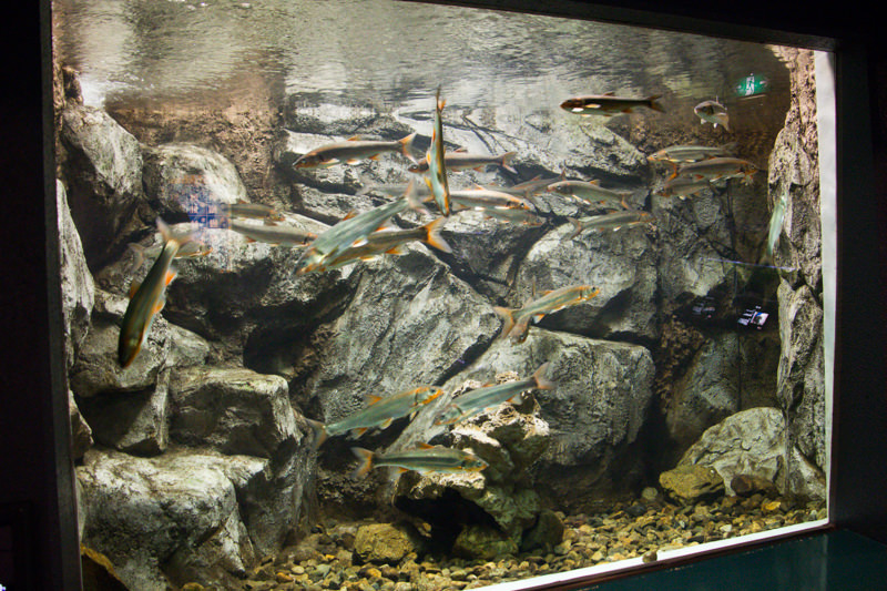 IMG_1475-saitama-suizokukan