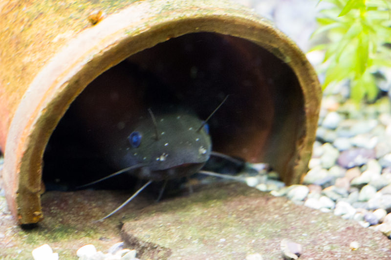 IMG_1494-saitama-suizokukan