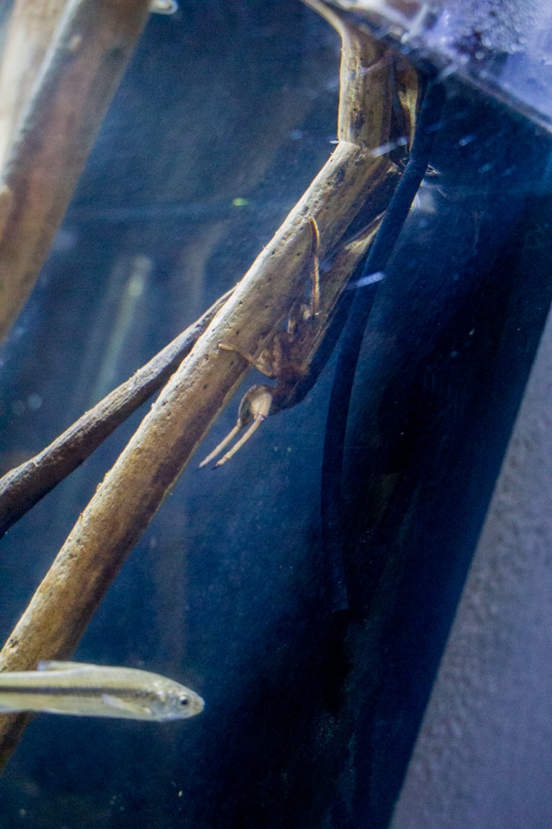 IMG_1526-saitama-suizokukan