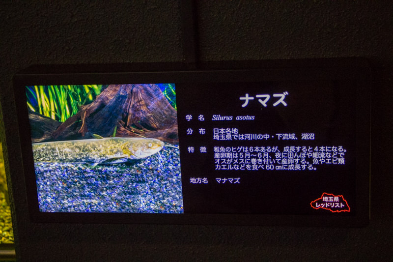 IMG_1543-saitama-suizokukan