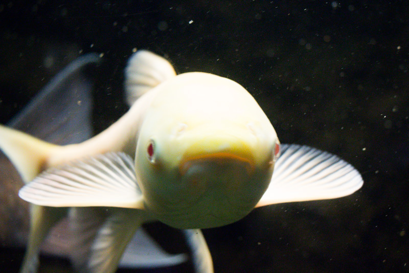 IMG_1555-saitama-suizokukan