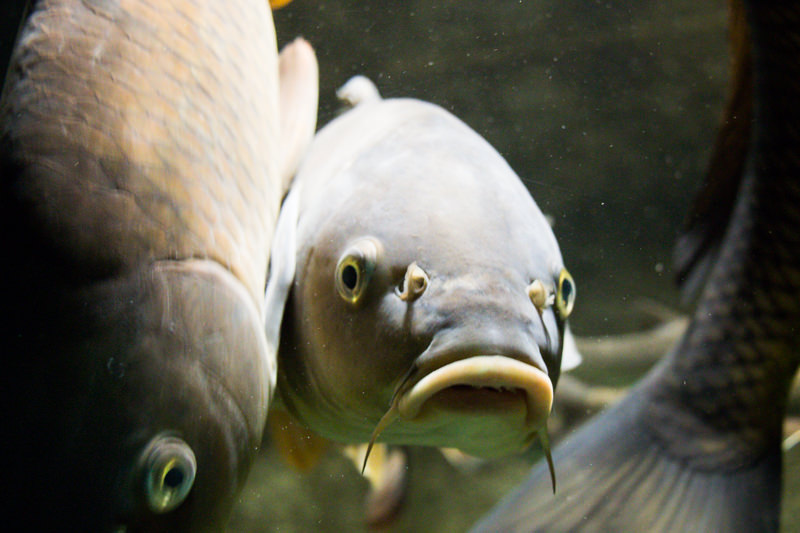 IMG_1571-saitama-suizokukan