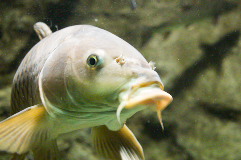 IMG_1573-saitama-suizokukan