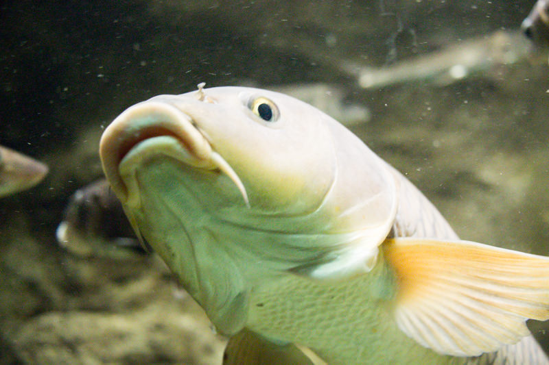 IMG_1576-saitama-suizokukan