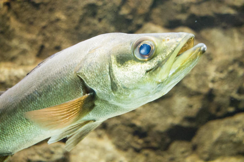 IMG_1586-saitama-suizokukan