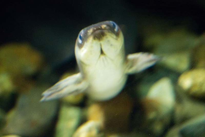 IMG_1590-saitama-suizokukan