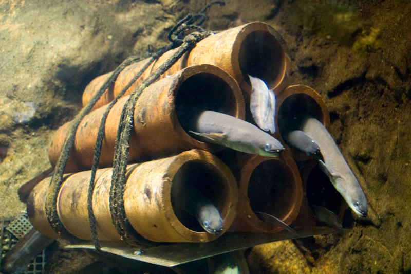 IMG_1592-saitama-suizokukan