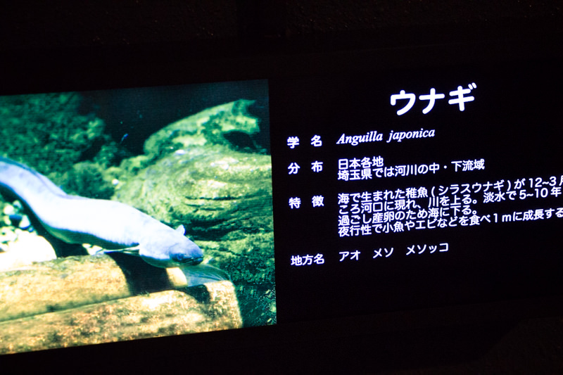 IMG_1595-saitama-suizokukan