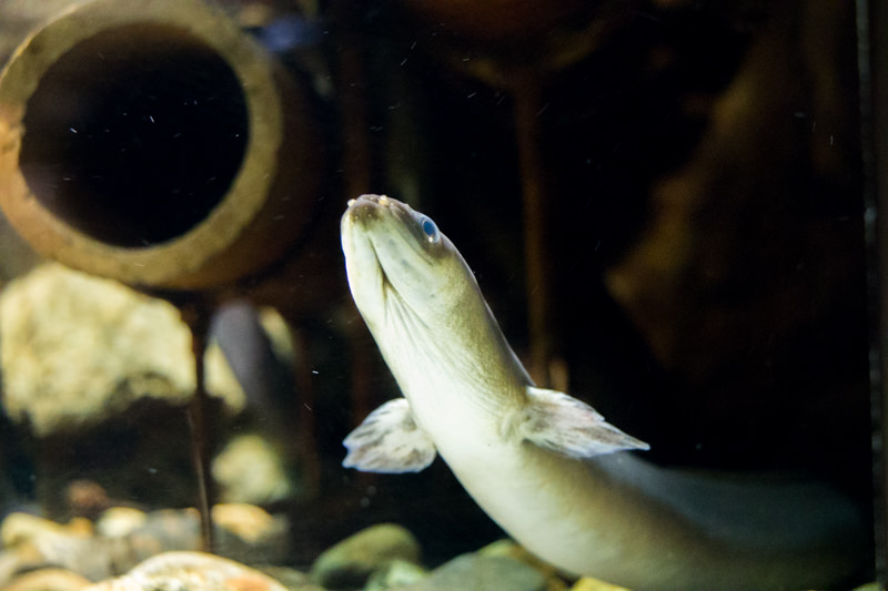 IMG_1596-saitama-suizokukan