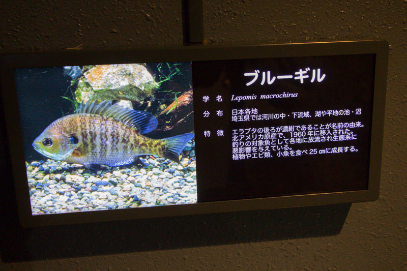 IMG_1601-saitama-suizokukan