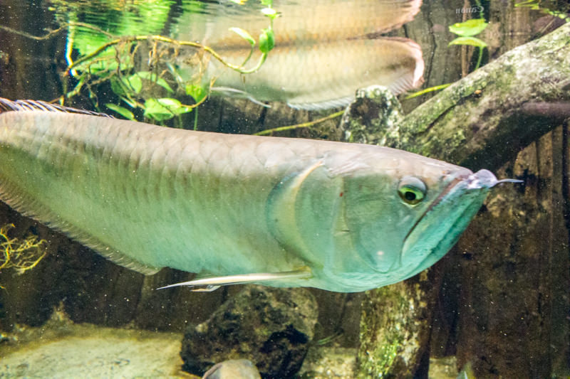 IMG_1640-saitama-suizokukan