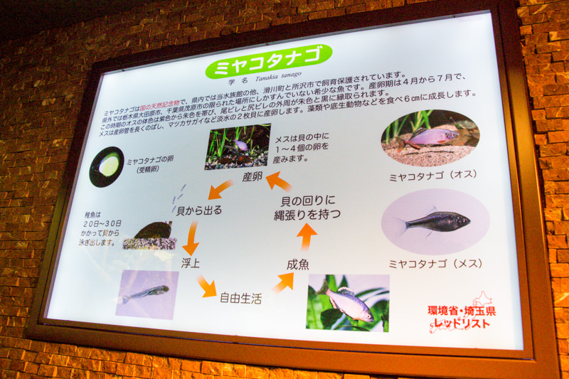 IMG_1646-saitama-suizokukan