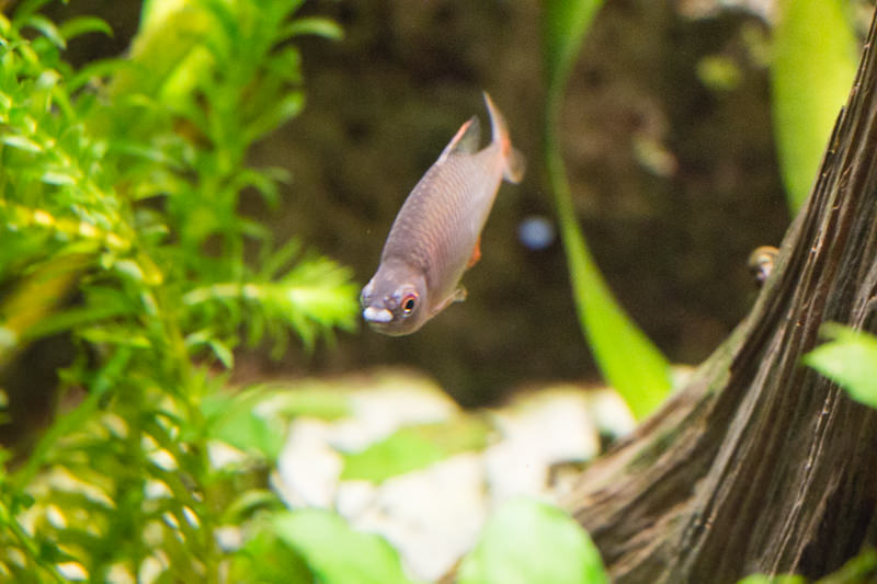 IMG_1647-saitama-suizokukan