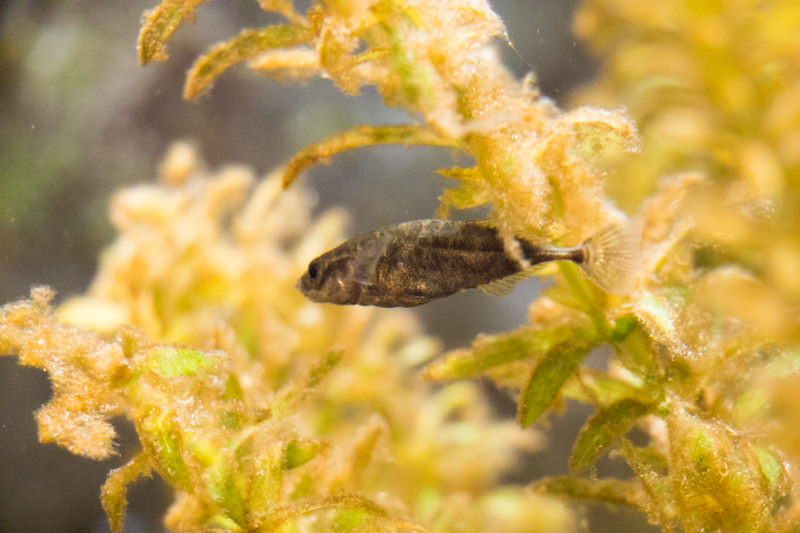 IMG_1657-saitama-suizokukan