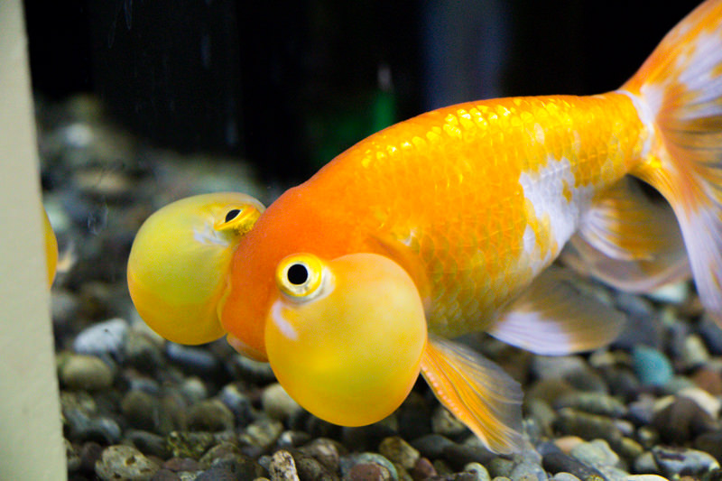 IMG_1688-saitama-suizokukan